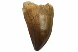 Fossil Mosasaur (Prognathodon) Tooth - Top Quality #114162-1
